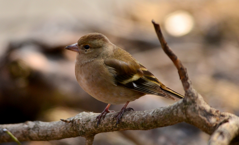 Femmina di Fringuello